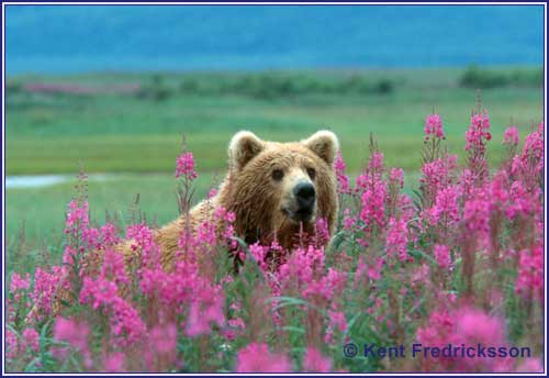 bear in flowers