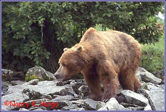 Bears in Alaska's Hallo Bay Are Changing What They Eat