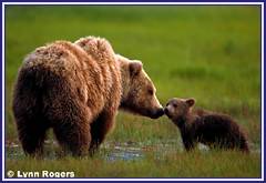 Katmai brown bears