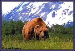 Big Katmai Grizzly